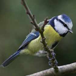 mésange bleue